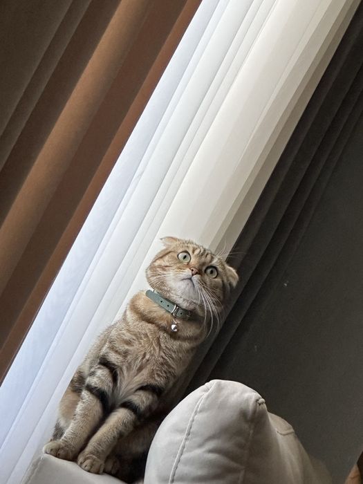 Продаётся скотиш фолд