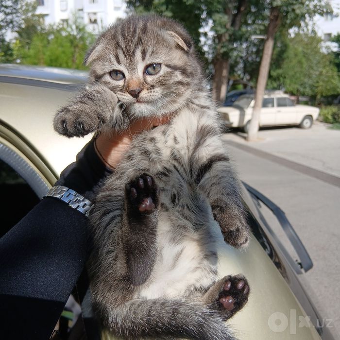 Продаётся шотландский котята