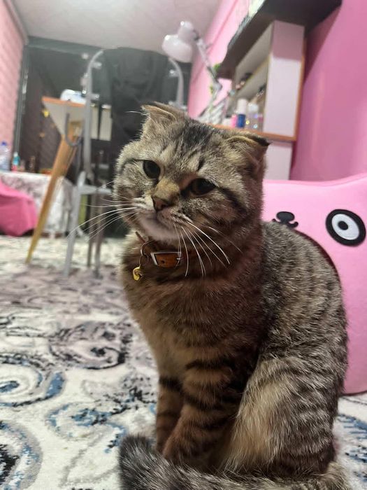 Пародни пишик вакцина олган