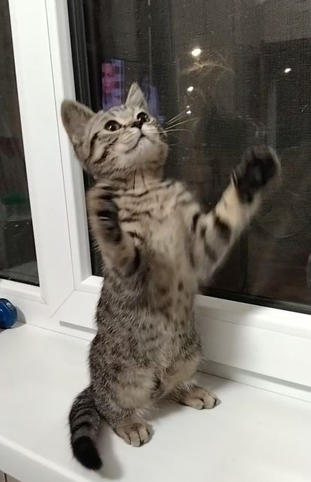 Скоттиш страйт. С документами.