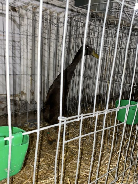 Rate alergatoare  indiene 2025