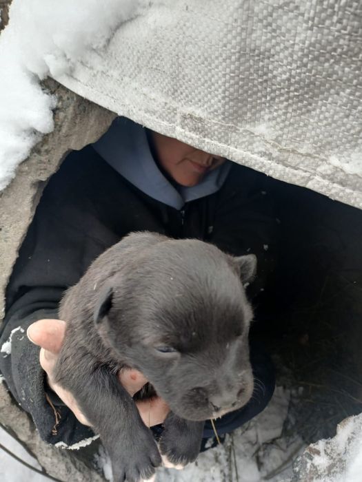 Щенки девочки упитанные 1 месяц