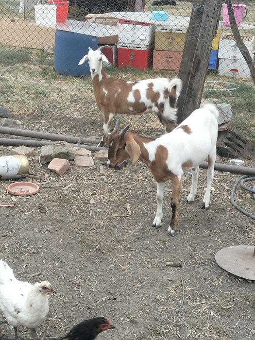 Vând ieduțe din primăvară