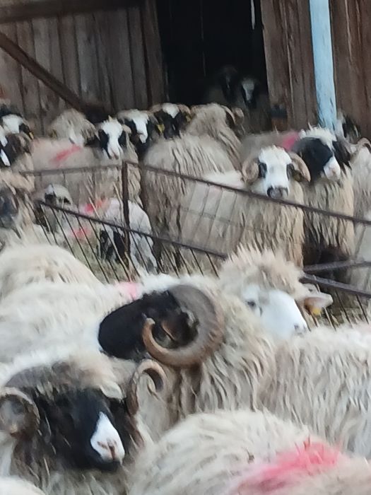 Vind  210 oi breze și oachise cu miei