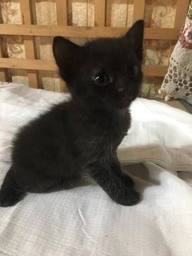 Отдам в добрые руки