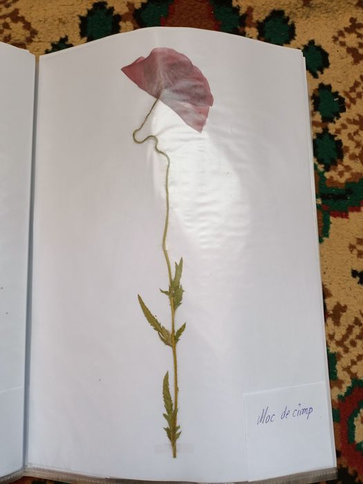 Vand ierbar / ierbare plante medicinale pentru studenti si elevi