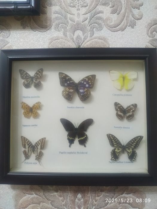 Коллекция бабочек в рамках