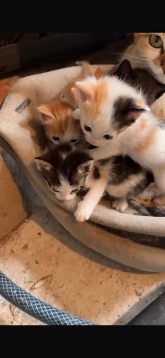 Котята маленькие