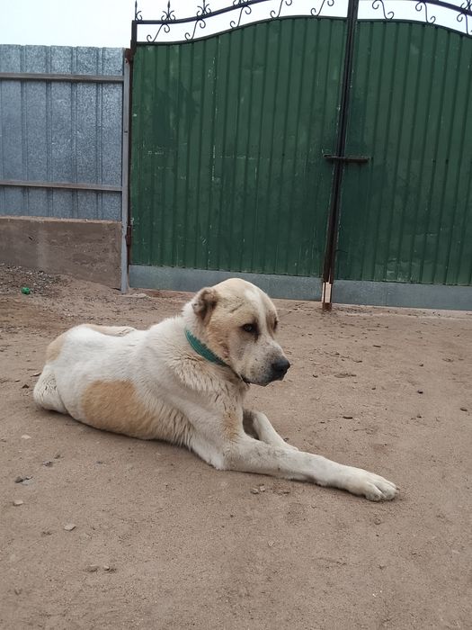 Алабай   азиат..