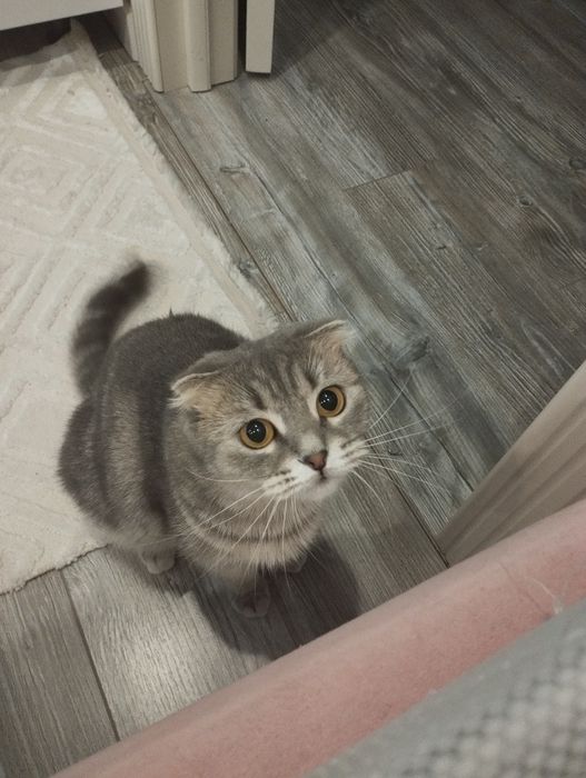 Красивые котята.