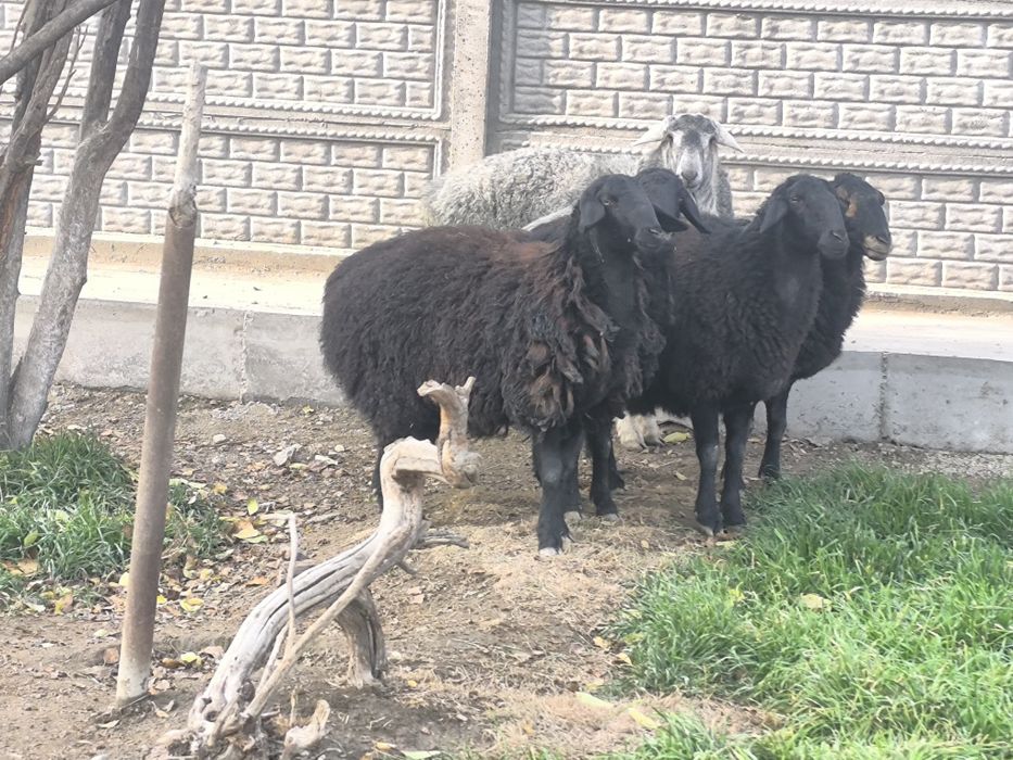 Бара казоки сотилади