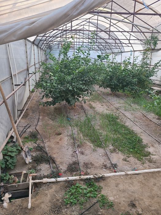 Теплица для агарода