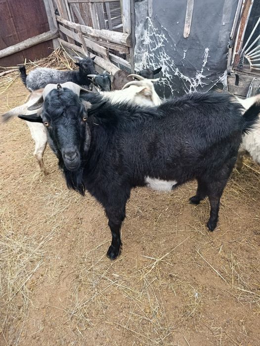 Продам козла и двух коз