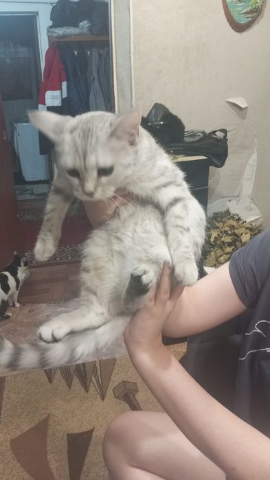 Отдам в хорошие руки