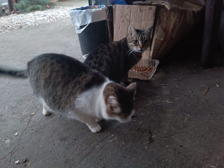 Donez pisicuțe jucăușe