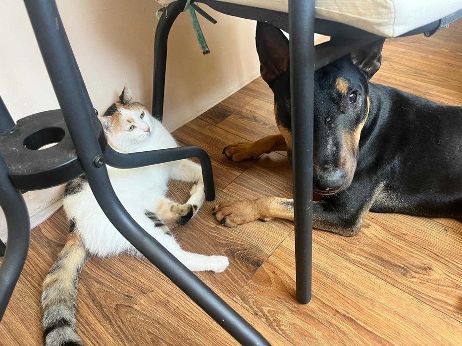 Английски бултериер на 2 години