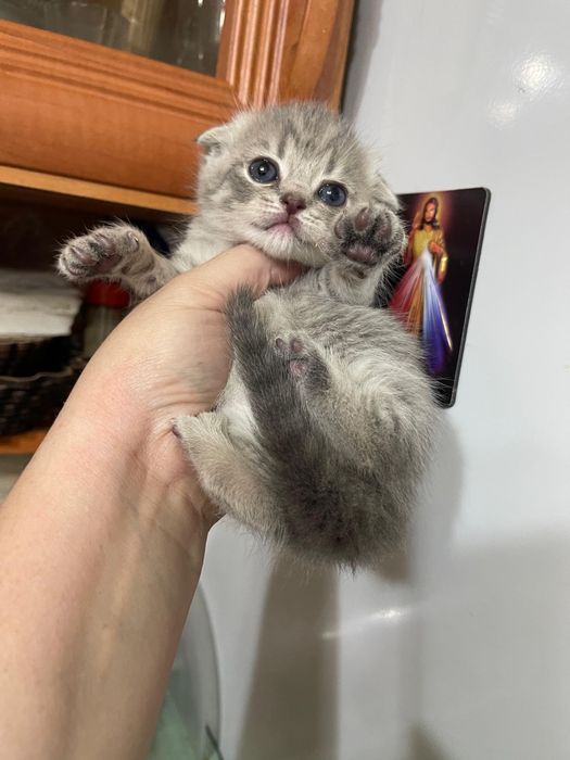 Шотландские котята Девочки