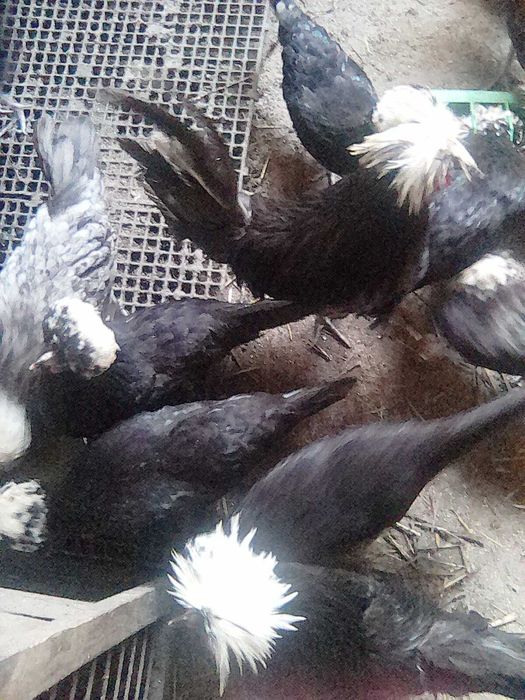 Montate olandeze perechi