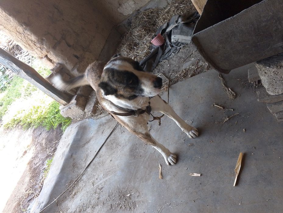 It sotiladi zotdor 1yoshar