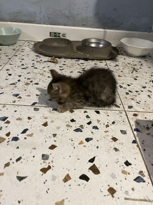 Котята двухмесячные