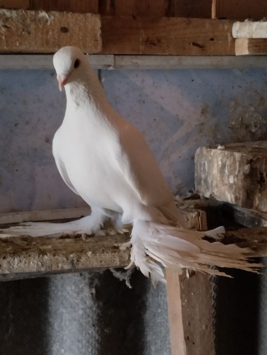 Голуби домашние .