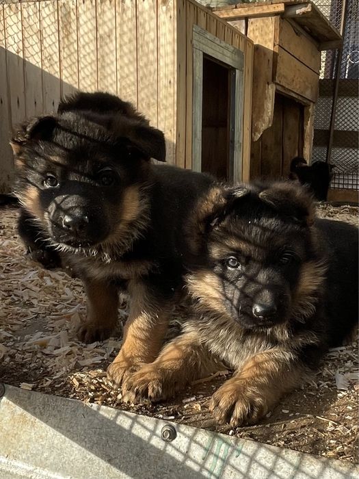 Щенки немецкой овчарки
