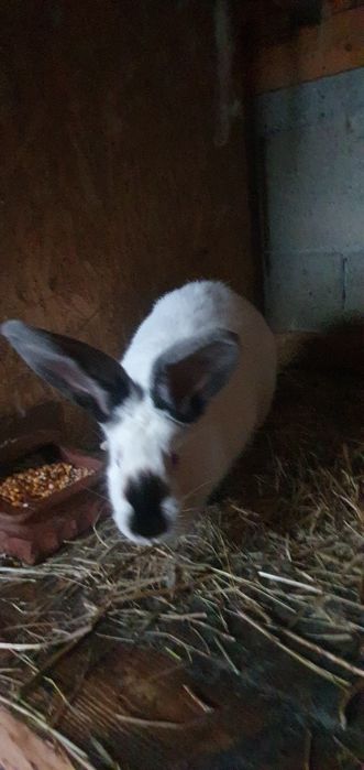 Femele uriaș de Transilvania