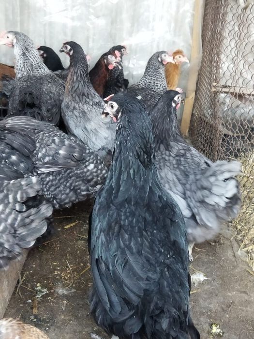 Продам куры домашние