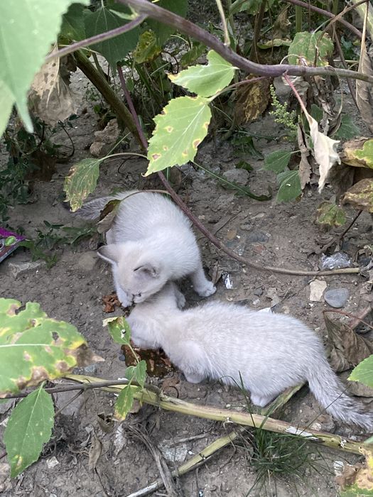 отдаются срочно котята