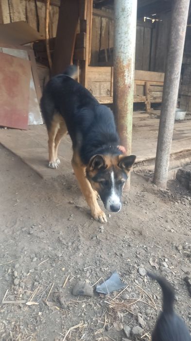 Продам щенка авчаку