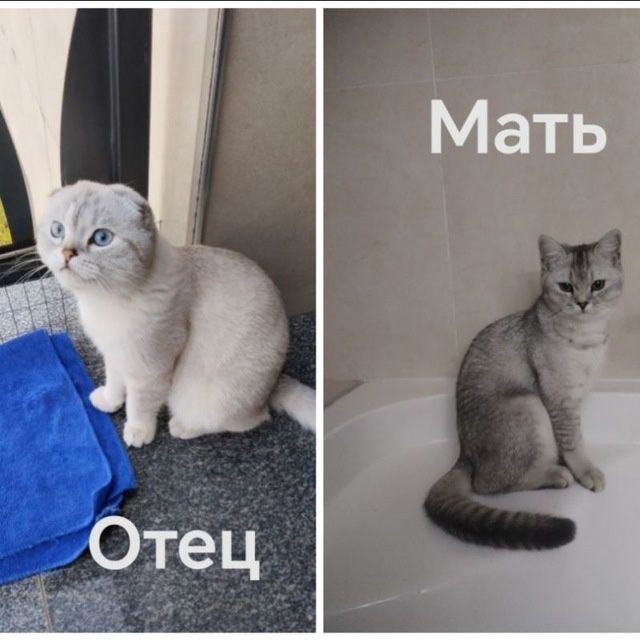 Котята фолд и страйт