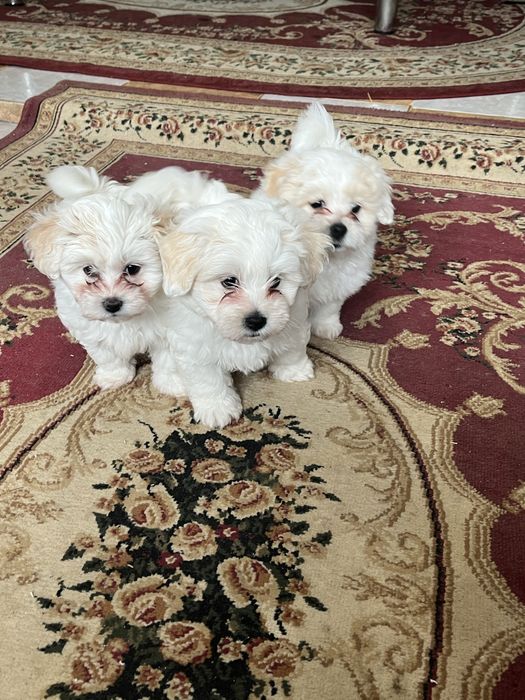 Bichon maltez femela si mascul