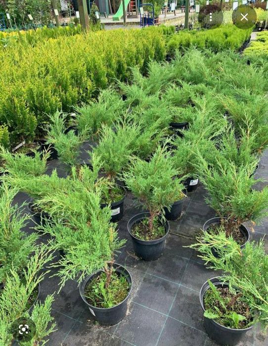 Можевельники стелющие,скальные,сосны крымская с2,с3,p14 в горшке,Ель