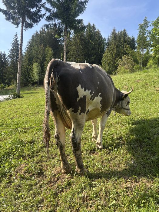 Vand vaca gestanta