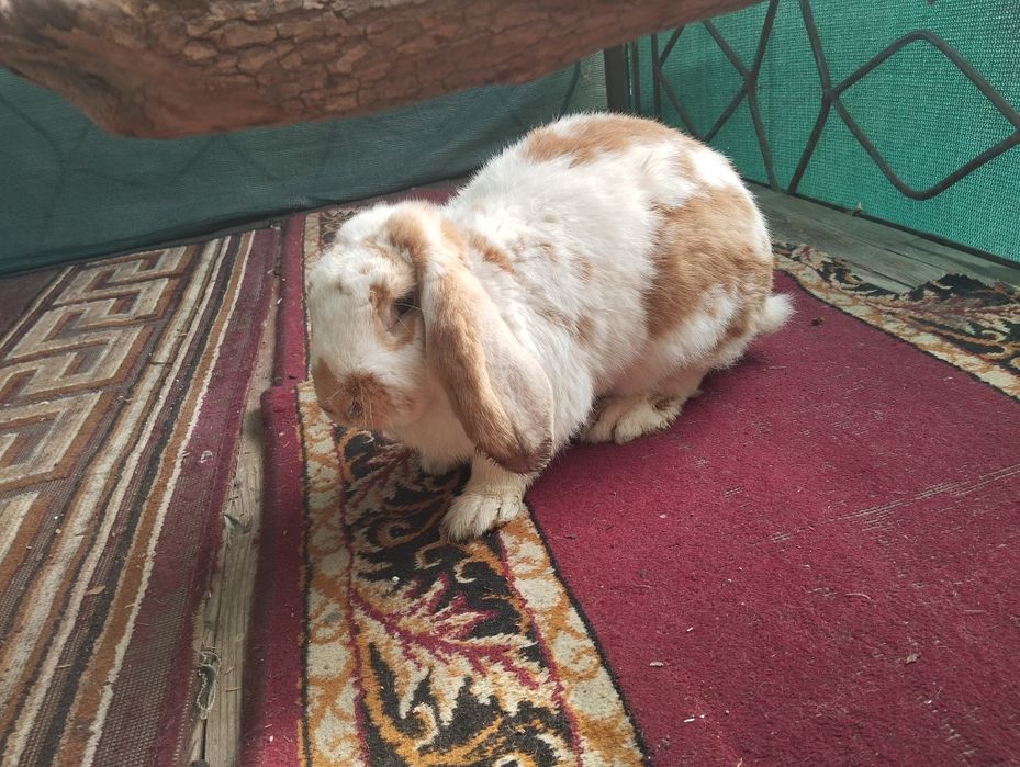 Quon va bollari sotiladi