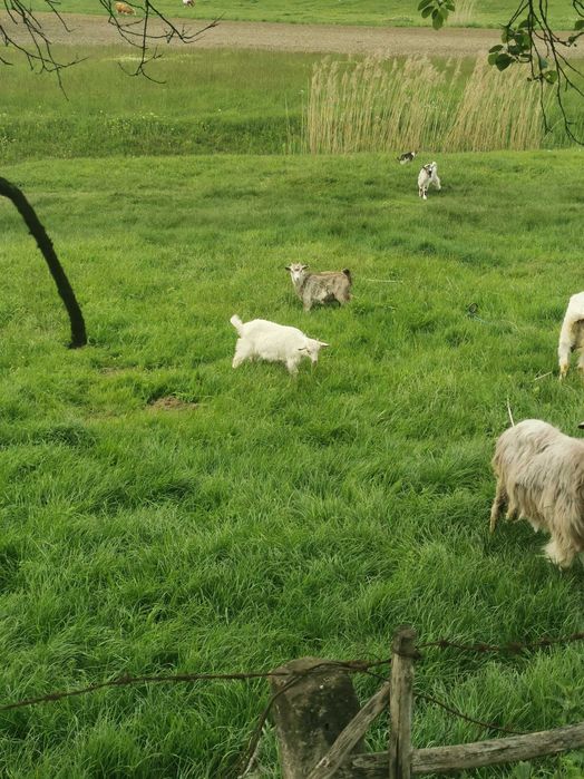 Trei iedute de vânzare 18 lei pe kg în viu