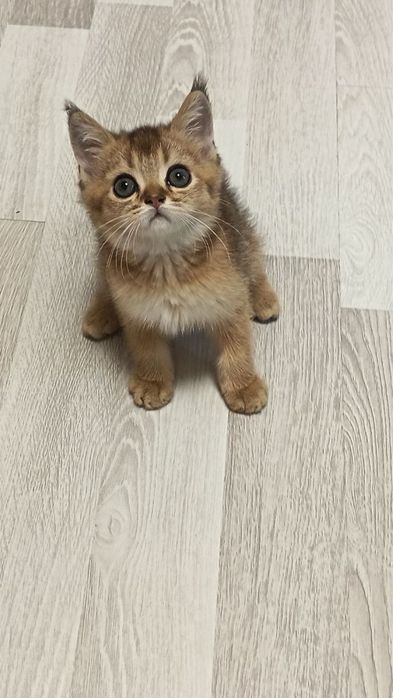 Продается золотая шиншилла кошечка