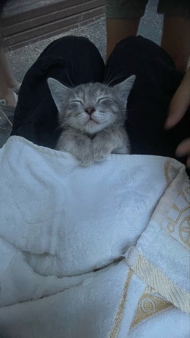 Мысық ақтаудыкы қыз кішкентай 1 айлық