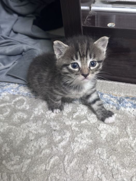 Отдаются котята