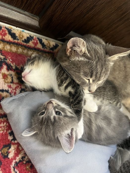 Милые котята ищут дом