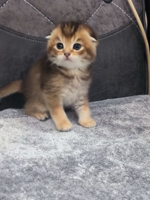 Котята шиншиллы фолды