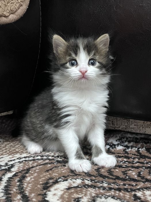 Отдам в добрые руки котенок девочка