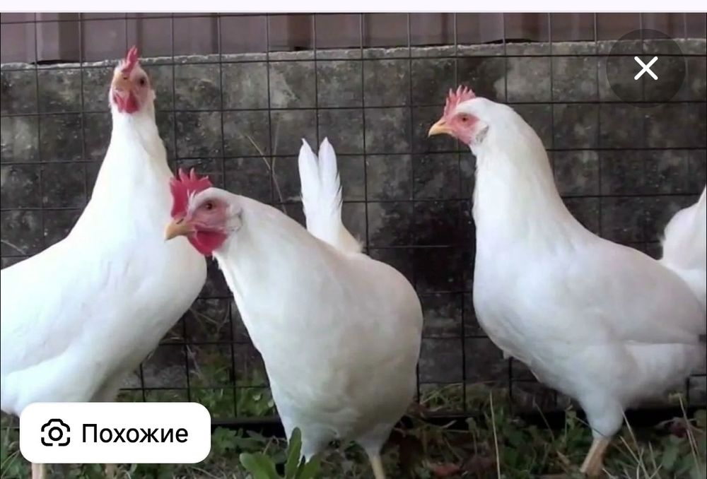 Куры несушки  в наличии в Павлодаре