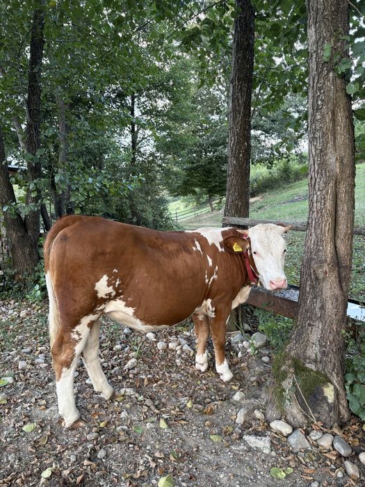 Vitea baltata in varsta de un an.