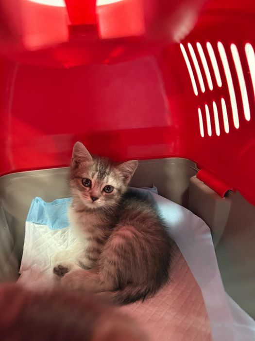 Отдам котят в добрые руки