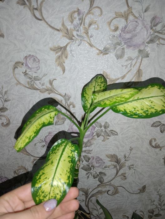 Продаётся комнатный цветок