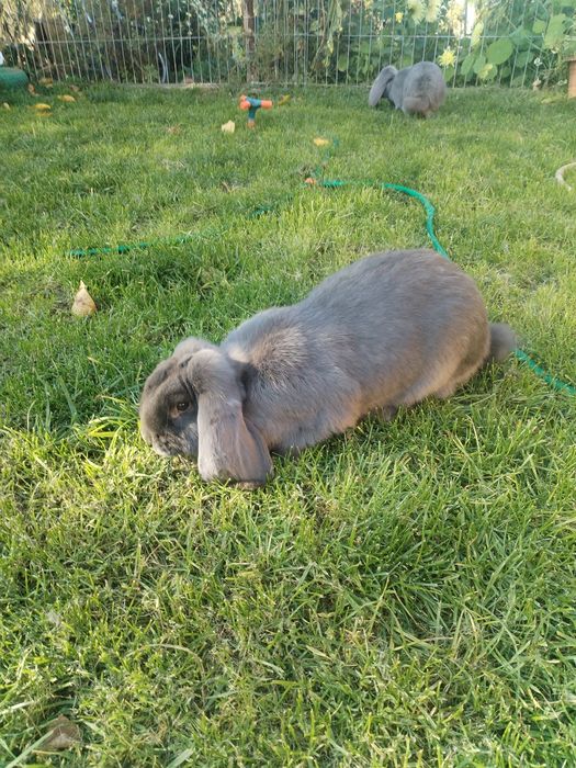 Iepuri berbec german