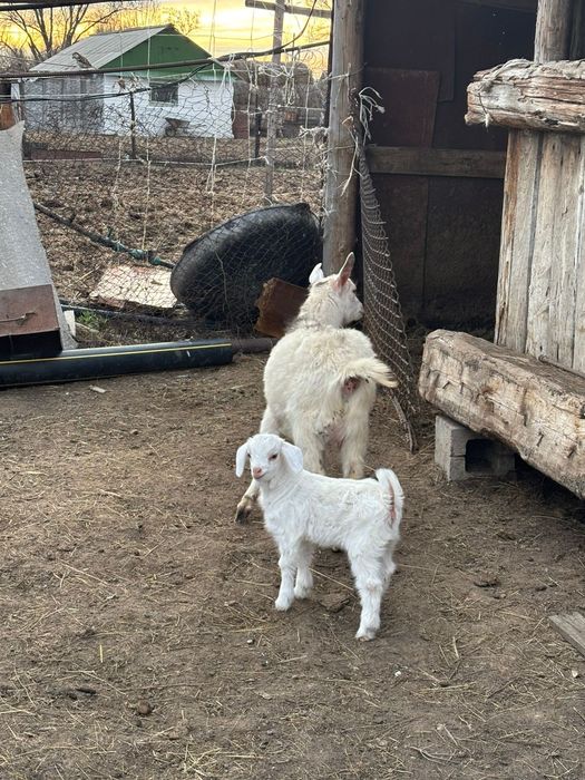 Сауын ешкі сатылады