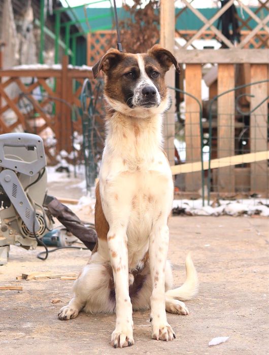 Коппер ищет дом…