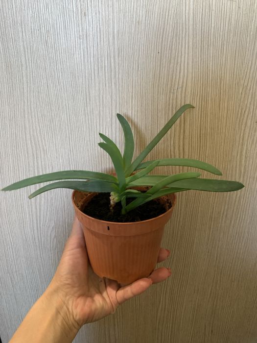 Продам комнатные цветы